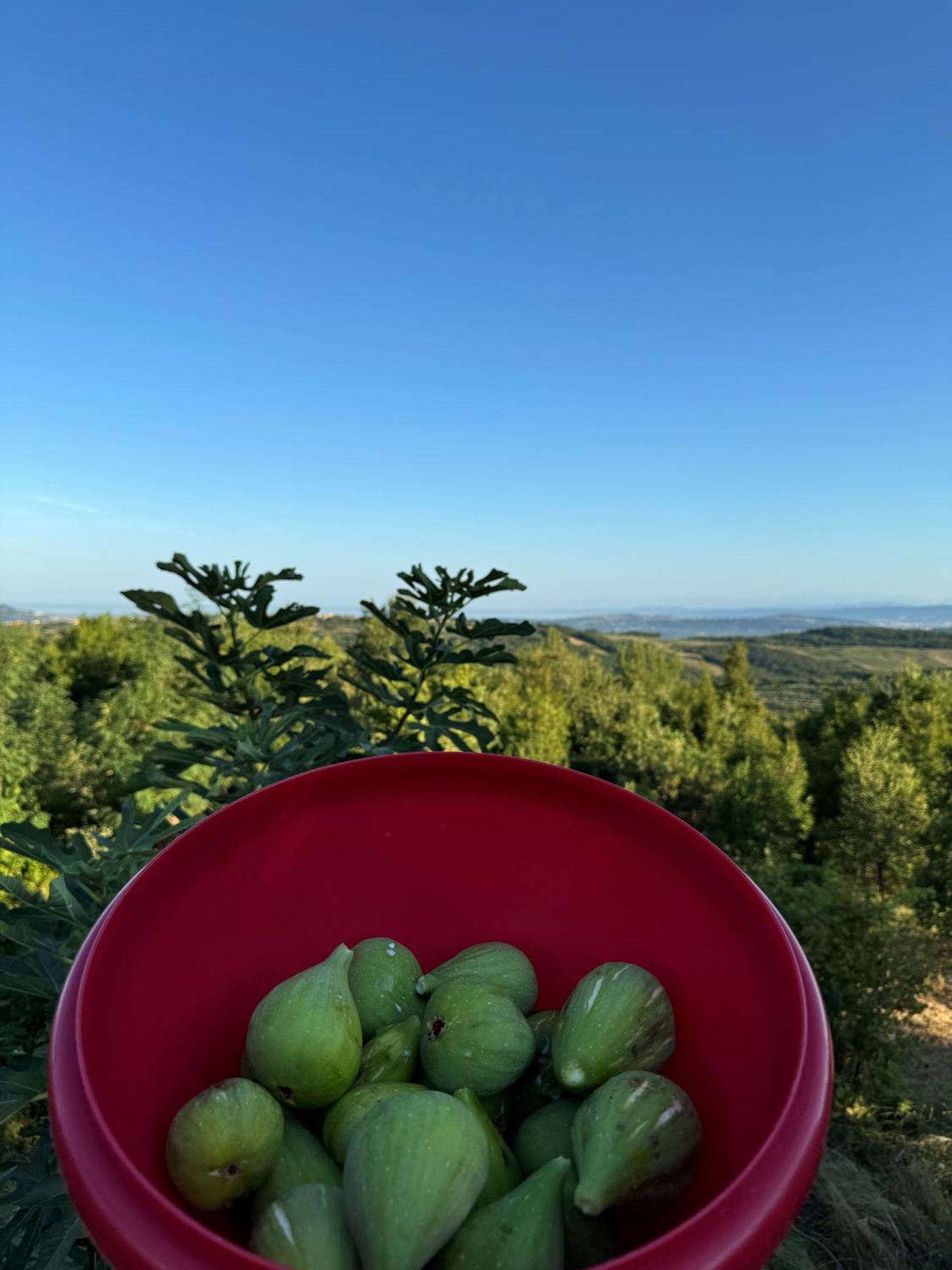 Chalet Glamping Istria Tiny