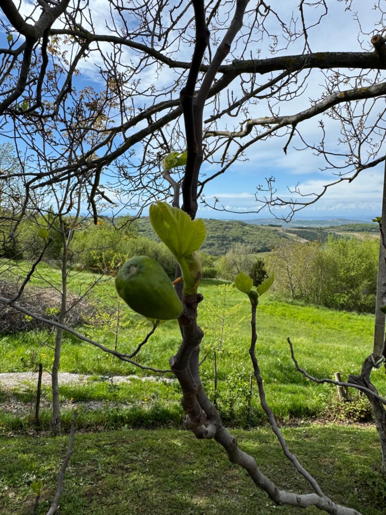 Chalet Glamping Istria Tiny *